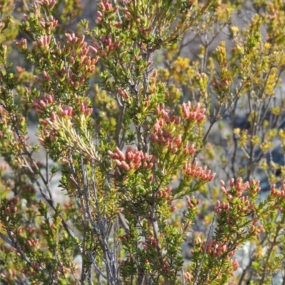 Calytrix tetragona (Common Fringe-myrtle) at Pine Island to Point Hut - 22 Oct 2014 by michaelb