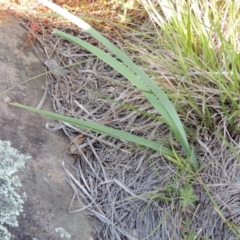 Dianella sp. aff. longifolia (Benambra) (Pale Flax Lily, Blue Flax Lily) at Pine Island to Point Hut - 22 Oct 2014 by MichaelBedingfield