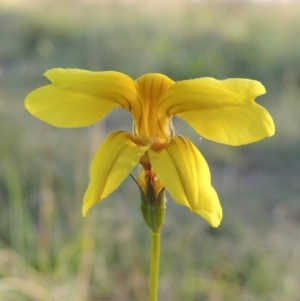 Goodenia pinnatifida at Pine Island to Point Hut - 22 Oct 2014