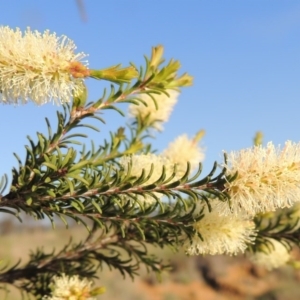 Melaleuca parvistaminea at Pine Island to Point Hut - 22 Oct 2014