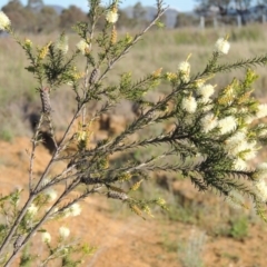 Melaleuca parvistaminea at Pine Island to Point Hut - 22 Oct 2014