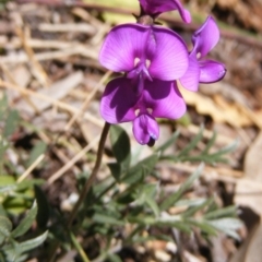 Swainsona sericea (Silky Swainson-Pea) at Deakin, ACT - 28 Sep 2014 by MichaelMulvaney