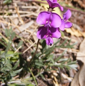 Swainsona sericea at Deakin, ACT - 28 Sep 2014 12:00 AM