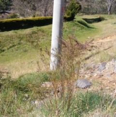 Indigofera adesmiifolia (Tick Indigo) at Deakin, ACT - 28 Sep 2014 by MichaelMulvaney