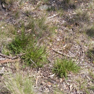 Rutidosis leptorhynchoides (Button Wrinklewort) at Deakin, ACT - 28 Sep 2014 by MichaelMulvaney