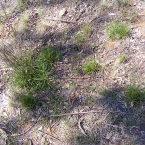 Rutidosis leptorhynchoides at Deakin, ACT - 28 Sep 2014