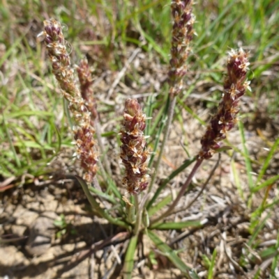 Plantago gaudichaudii (Narrow Plantain) at Goorooyarroo NR (ACT) - 31 Oct 2014 by lyndsey