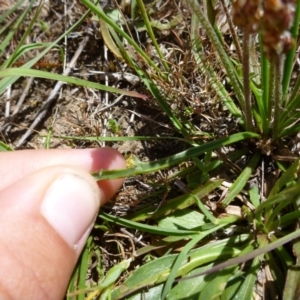 Plantago gaudichaudii at Goorooyarroo NR (ACT) - 31 Oct 2014