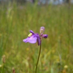 Utricularia dichotoma at Gungahlin, ACT - 31 Oct 2014