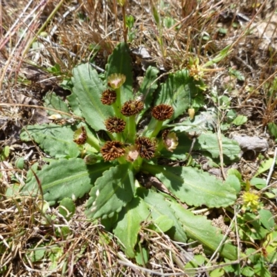 Solenogyne dominii (Smooth Solenogyne) at Goorooyarroo NR (ACT) - 31 Oct 2014 by lyndsey