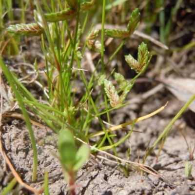 Isolepis levynsiana (Tiny Flat-sedge) at Gungahlin, ACT - 31 Oct 2014 by lyndsey