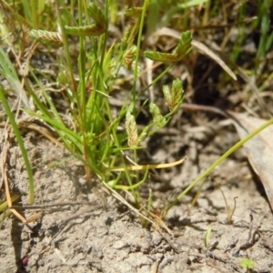 Isolepis levynsiana at Gungahlin, ACT - 31 Oct 2014