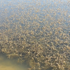 Potamogeton ochreatus at Pine Island to Point Hut - 2 Nov 2014