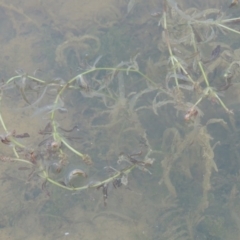 Potamogeton ochreatus at Pine Island to Point Hut - 2 Nov 2014