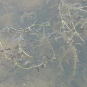 Potamogeton ochreatus at Pine Island to Point Hut - 2 Nov 2014