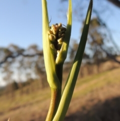 Dianella sp. aff. longifolia (Benambra) (Pale Flax Lily, Blue Flax Lily) at Pine Island to Point Hut - 22 Oct 2014 by michaelb