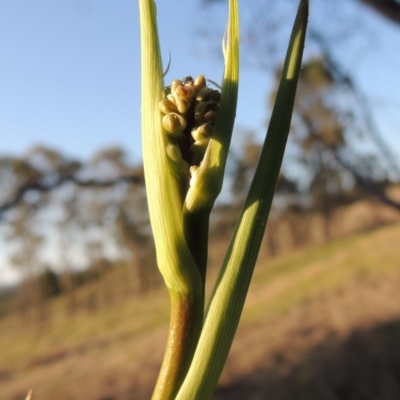 Dianella sp. aff. longifolia (Benambra) (Pale Flax Lily, Blue Flax Lily) at Pine Island to Point Hut - 22 Oct 2014 by michaelb