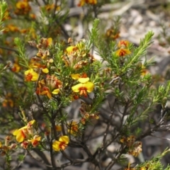 Dillwynia sericea at Hackett, ACT - 1 Nov 2014