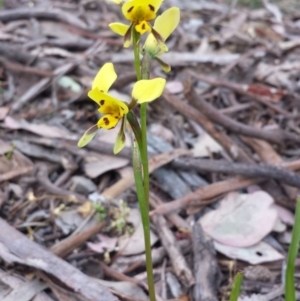 Diuris sulphurea at Hackett, ACT - suppressed