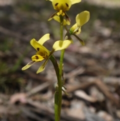 Diuris sulphurea at Hackett, ACT - suppressed