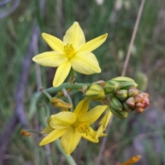 Bulbine bulbosa (Golden Lily) at Hackett, ACT - 31 Oct 2014 by ClubFED