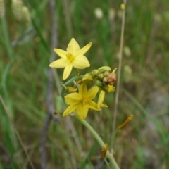 Bulbine bulbosa at Hackett, ACT - 1 Nov 2014