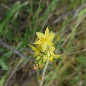 Bulbine bulbosa at Hackett, ACT - 1 Nov 2014