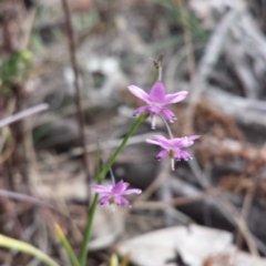 Arthropodium minus (Small Vanilla Lily) at Hackett, ACT - 1 Nov 2014 by ClubFED