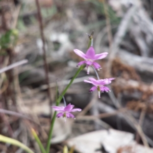 Arthropodium minus at Hackett, ACT - 1 Nov 2014