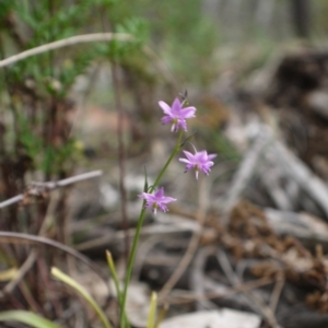 Arthropodium minus at Hackett, ACT - 1 Nov 2014