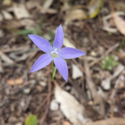 Wahlenbergia sp. (Bluebell) at Hackett, ACT - 1 Nov 2014 by ClubFED