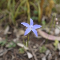 Wahlenbergia sp. at Hackett, ACT - 1 Nov 2014