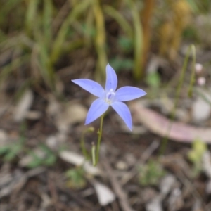 Wahlenbergia sp. at Hackett, ACT - 1 Nov 2014