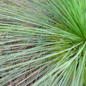 Xanthorrhoea glauca subsp. angustifolia at Paddys River, ACT - 1 Nov 2014