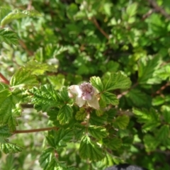 Rubus parvifolius (Native Raspberry) at Paddys River, ACT - 31 Oct 2014 by galah681