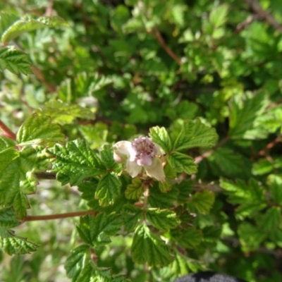 Rubus parvifolius (Native Raspberry) at Tidbinbilla Nature Reserve - 31 Oct 2014 by galah681