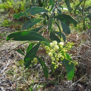 Acacia obliquinervia at Paddys River, ACT - 1 Nov 2014 08:23 AM