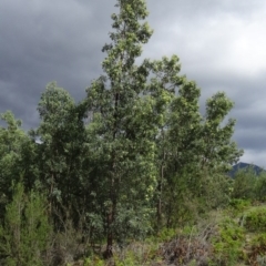 Acacia obliquinervia at Paddys River, ACT - 1 Nov 2014 08:23 AM