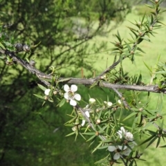 Leptospermum continentale (Prickly Teatree) at Paddys River, ACT - 1 Nov 2014 by galah681