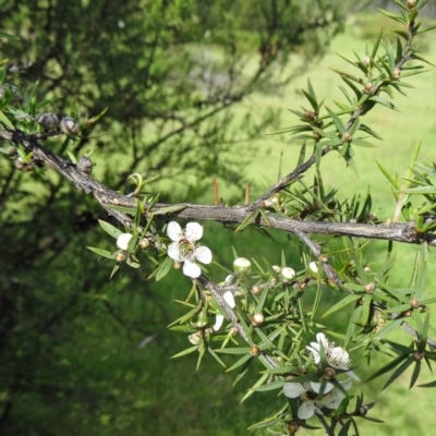 Leptospermum continentale (Prickly Teatree) at Paddys River, ACT - 1 Nov 2014 by galah681