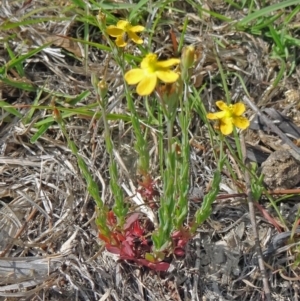 Hypericum gramineum at Paddys River, ACT - 1 Nov 2014