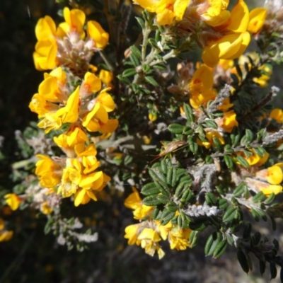 Oxylobium ellipticum (Common Shaggy Pea) at Tidbinbilla Nature Reserve - 31 Oct 2014 by galah681