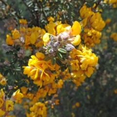 Oxylobium ellipticum at Paddys River, ACT - 1 Nov 2014