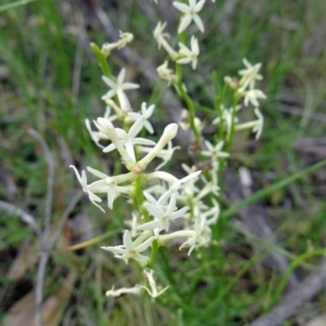 Stackhousia monogyna at Paddys River, ACT - 1 Nov 2014