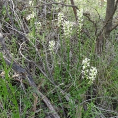 Stackhousia monogyna at Paddys River, ACT - 1 Nov 2014