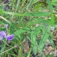 Glycine clandestina (Twining Glycine) at Paddys River, ACT - 31 Oct 2014 by galah681