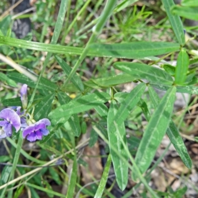 Glycine clandestina (Twining Glycine) at Paddys River, ACT - 1 Nov 2014 by galah681