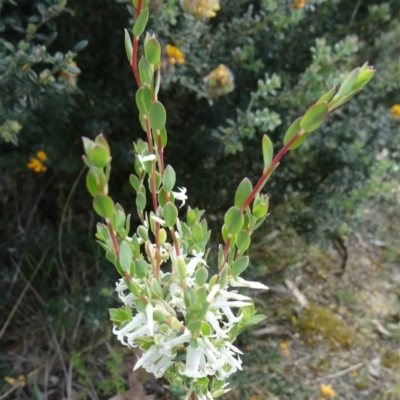 Brachyloma daphnoides (Daphne Heath) at Paddys River, ACT - 1 Nov 2014 by galah681