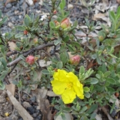 Hibbertia obtusifolia (Grey Guinea-flower) at Paddys River, ACT - 1 Nov 2014 by galah681