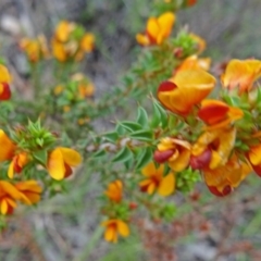 Pultenaea procumbens (Bush Pea) at Paddys River, ACT - 31 Oct 2014 by galah681